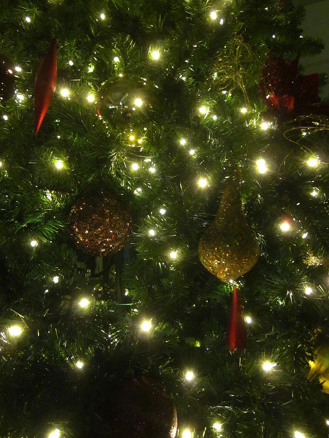 Happy Holidays Photograph - My Christmas Trees by Guy Ricketts