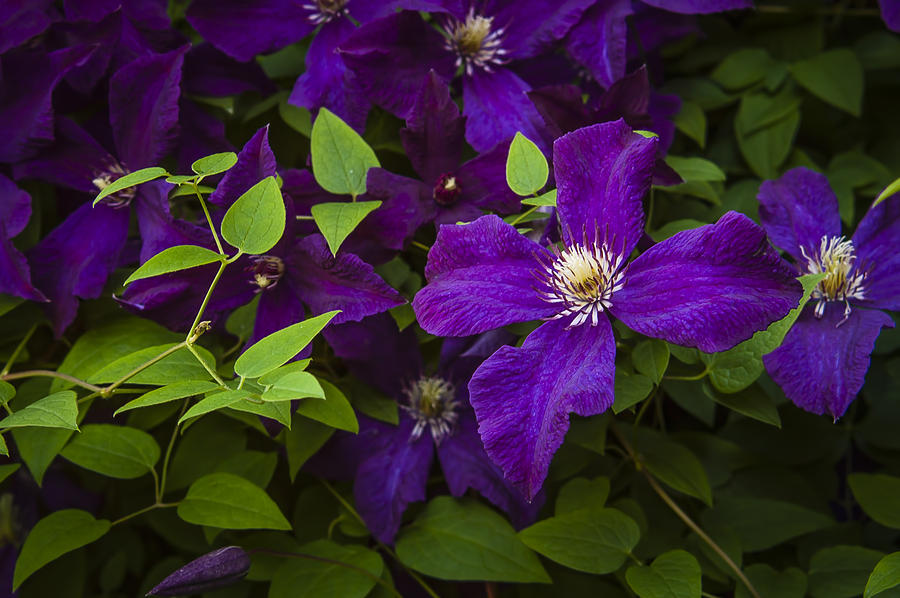 My Clematis Photograph by Penny Lisowski
