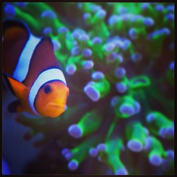 Nature Photograph - #my #clownfish Fabio! #aquarium #reef by Raz Schweitzer