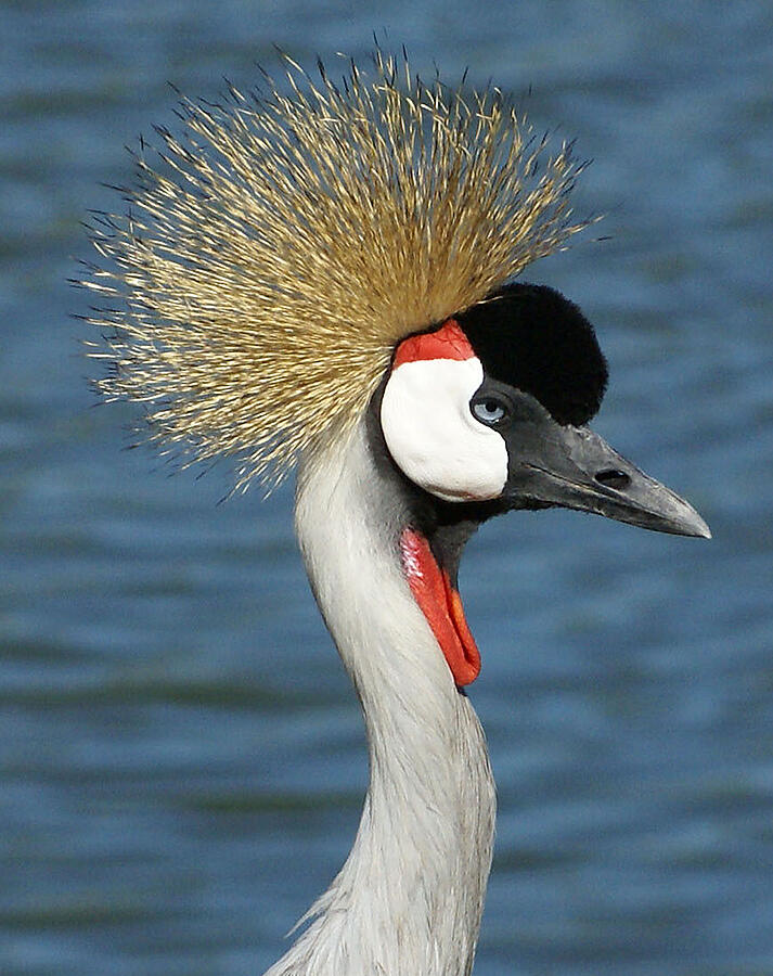 African Grey Crowned Crane Photograph by Chauncy Holmes