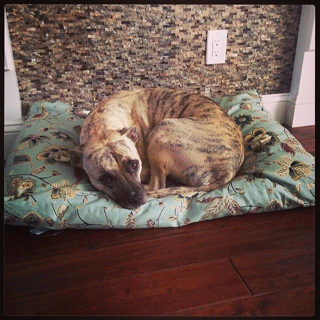 My Cutie Bear In Her New Aqua Bed Photograph by Kristin Hecker
