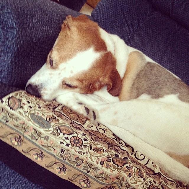 Pattern Photograph - My Daily Dog Pic #mydogdaisy by Melissa Lutes Pattern Photograph - My Daily Dog Pic #mydogdaisy by Melissa Lutes