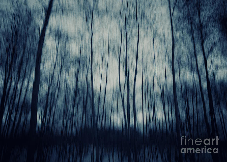 My Dark Forest Photograph by Stelios Kleanthous