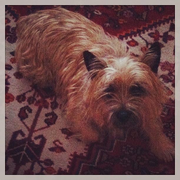 My Darling The Cairn Terrier On The Photograph by Niki Loong