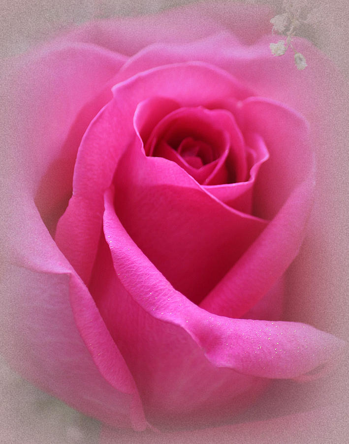 Rose Photograph - My Dearest by The Art Of Marilyn Ridoutt-Greene