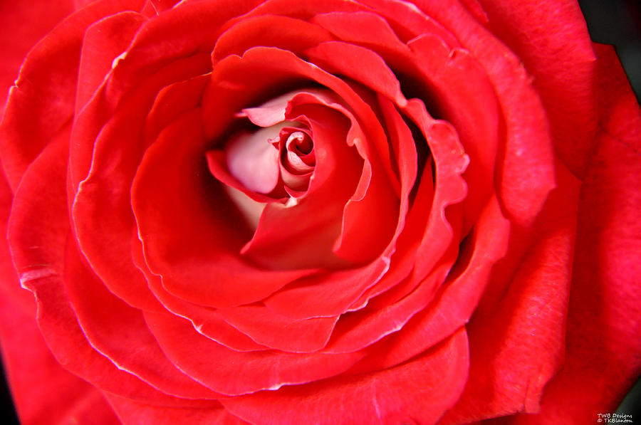 Spring Photograph - My Delicate Rose by Teresa Blanton
