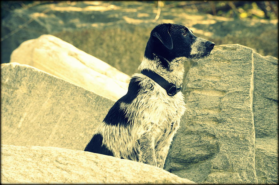 Dog Photograph - My Dog Aska by Saki Art