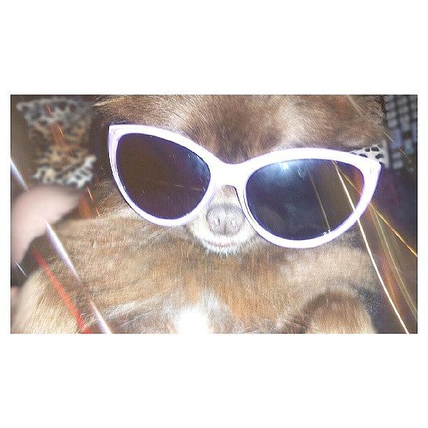 My Dog Is Cooler Than You ;d Photograph by Jackeline Gonzalez