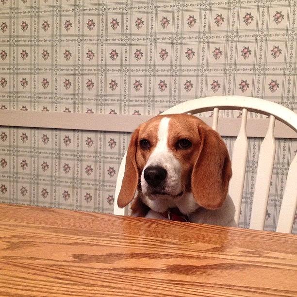 My Dog Sits At The Table Like A Human Photograph by Tom Thibeault