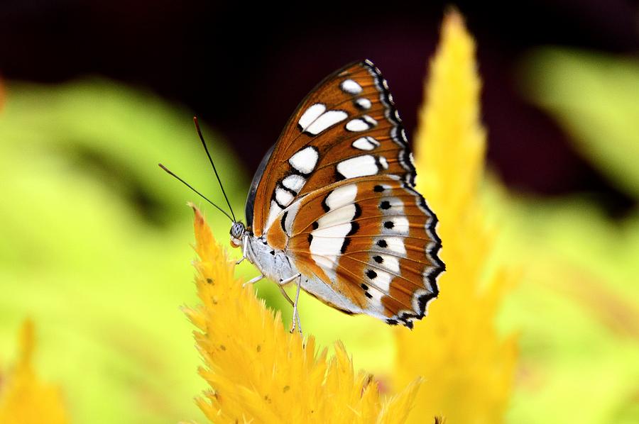 Butterfly Photograph - My Domain by David Earl Johnson