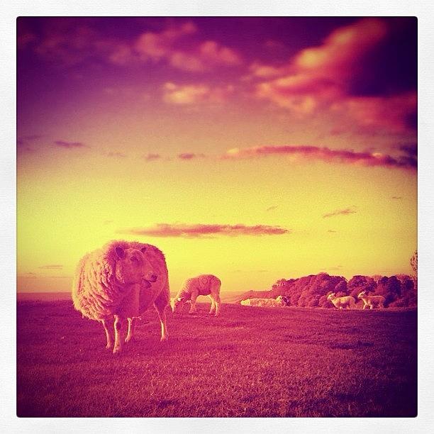 Sheep Photograph - My Edit Of @nicedg Sheep And Lambs Shot by Robert Campbell