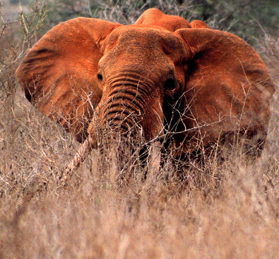 Wild Elephant Photograph - My Elephant in Africa by Phyllis Kaltenbach