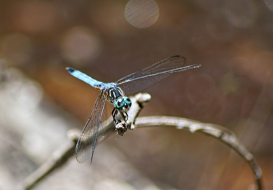 Dragonfly Photograph - My Eyes Adore You by Lanis Rossi