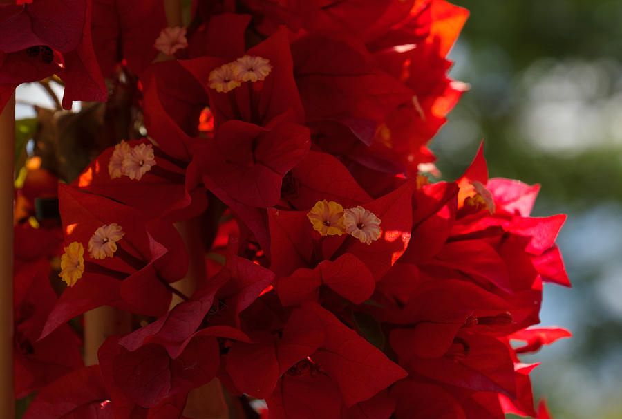 My Fabulous Tropical Valentines Gift - a Vivid Red Bougainvillea Photograph by Georgia Mizuleva