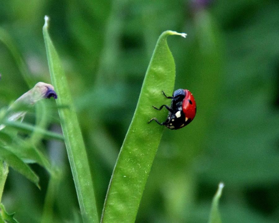 Ladybug Photograph - My Fair Lady  by Walter Holland