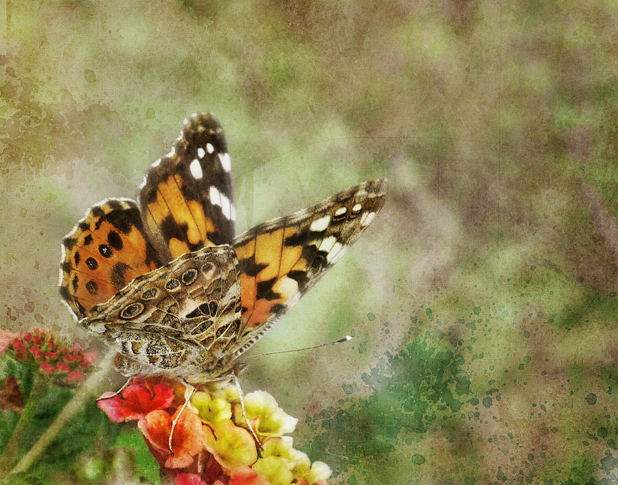 Butterfly Photograph - My Fair Painted Lady by David and Carol Kelly