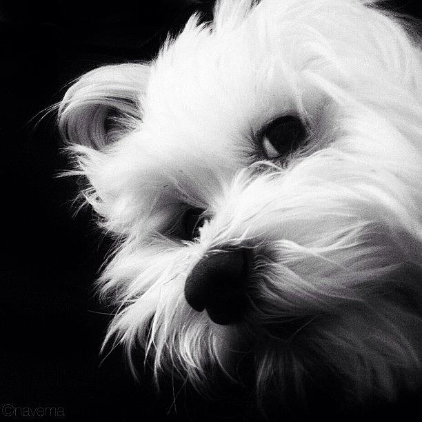 Dog Photograph - My Faithful Friend by Natasha Marco