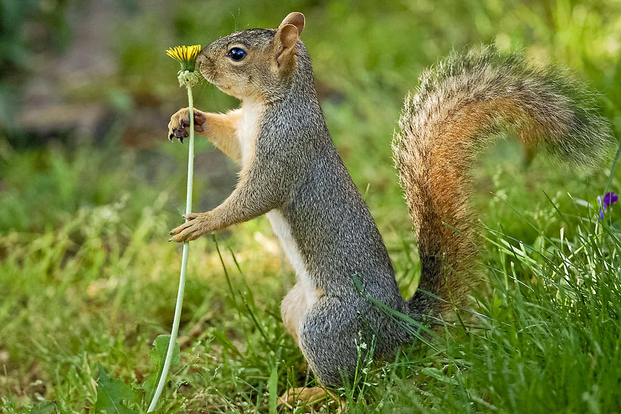 Squirrel Photograph - My Favorite Flower by Kenneth Haley