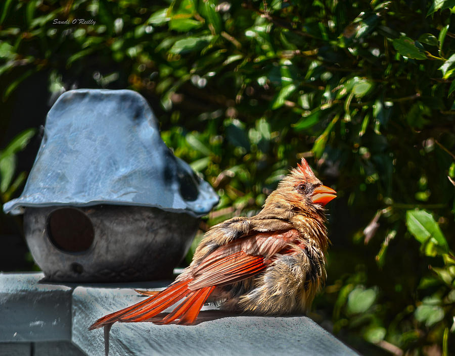 Cardinal Photograph - My Favorite Resting Place by Sandi OReilly