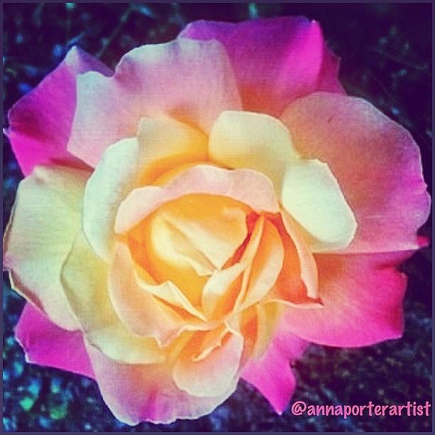 Rose Photograph - My Favorite Rose - The Lady Diana by Anna Porter