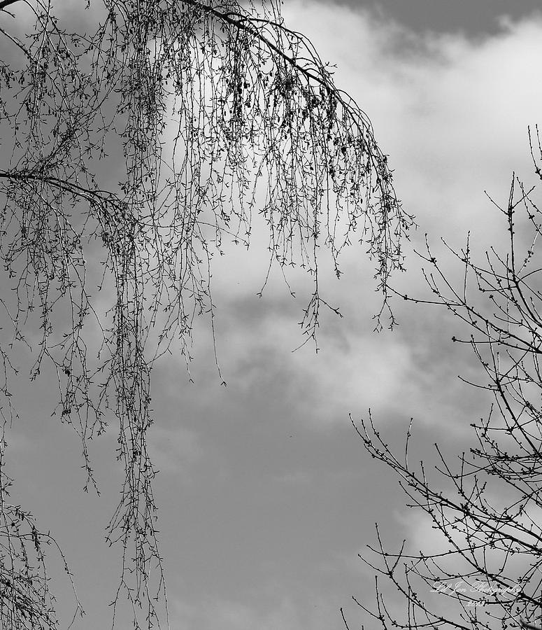 My Favorite Tree In BW Photograph by Jeanette C Landstrom