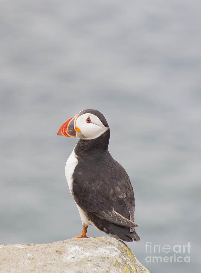 Puffin Photograph - My Feathered Friend by Evelina Kremsdorf