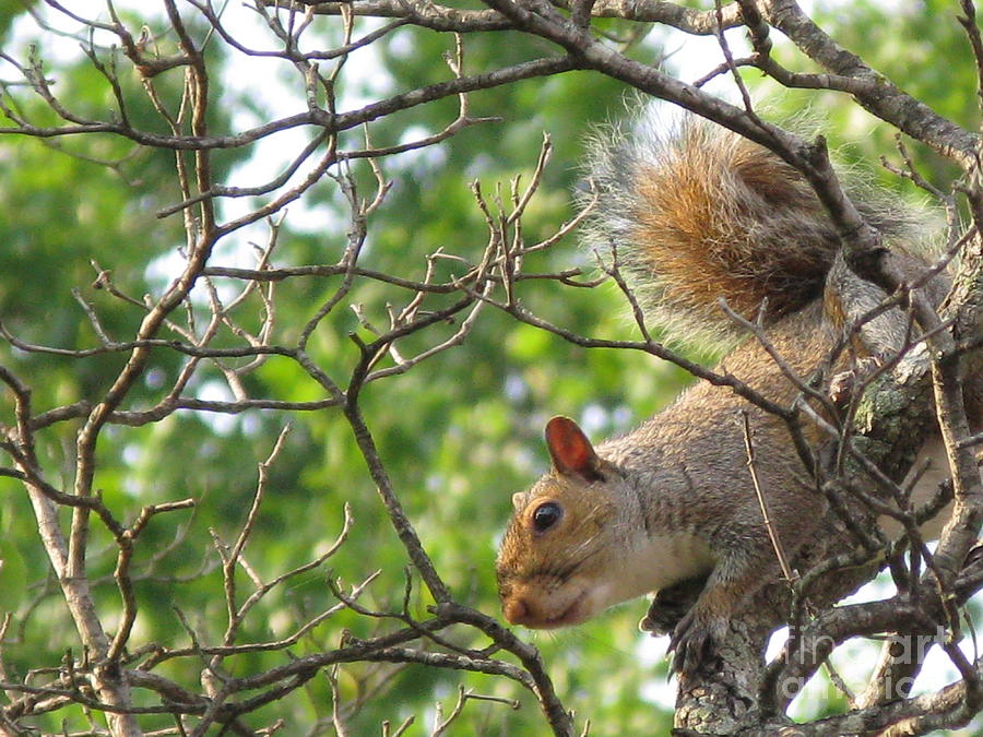Wildlife Photograph - My First American Squirrel by Ausra Huntington nee Paulauskaite