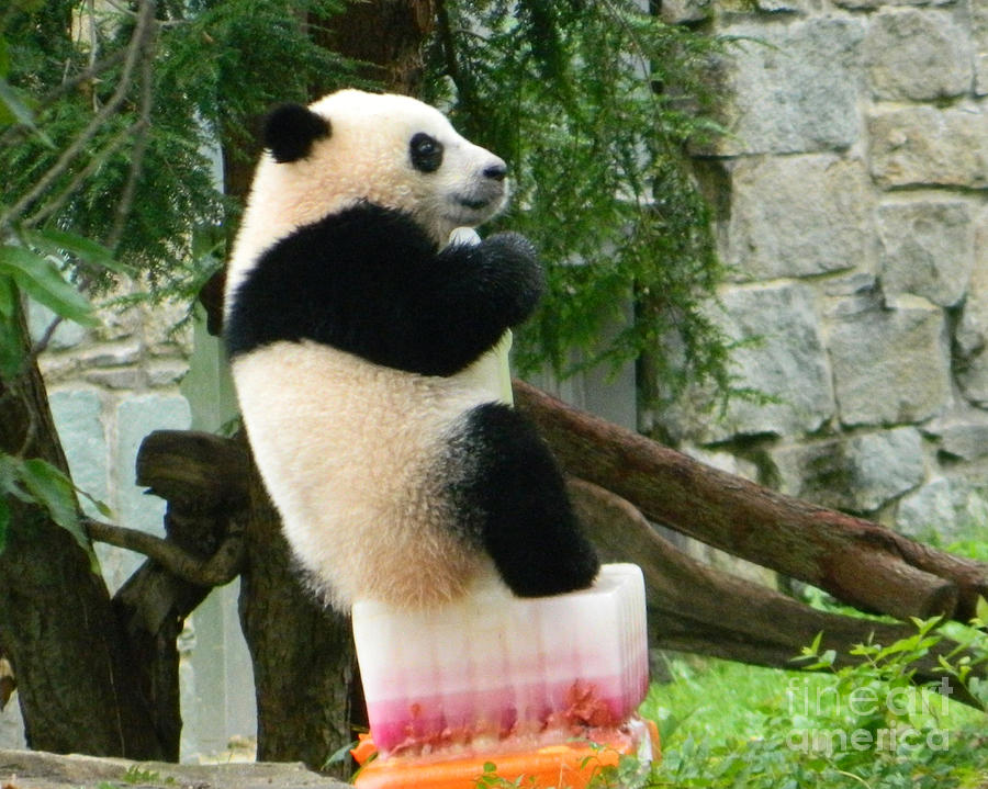 My First Birthday Cake - Bao Bao The Panda Photograph by Emmy Vickers
