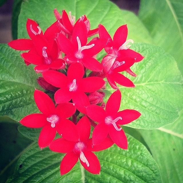 My First Ever Pentas Blossom. Thankyou Photograph by Cee Lew