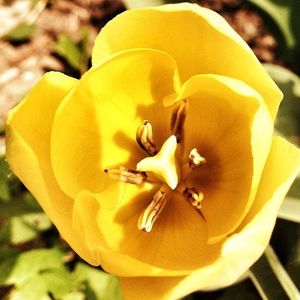 Nature Photograph - My First #tulip Of The Year by Nicole Ulrich