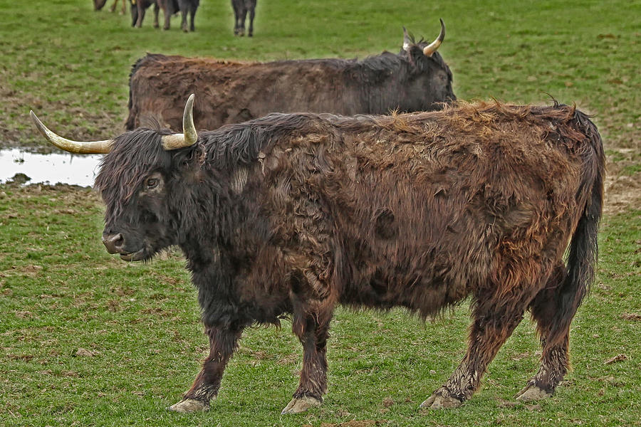 My first Yak Picture ok it's a Cow I can Dream Photograph by Michael J