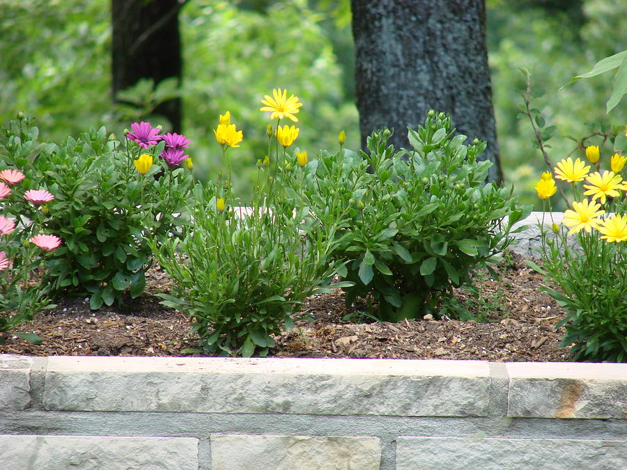 My Flower Bed Photograph by Mary Halpin