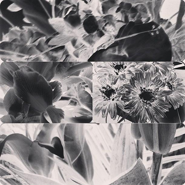 Summer Photograph - My Flower Collage. You Like? #flowers by Alicia Greene