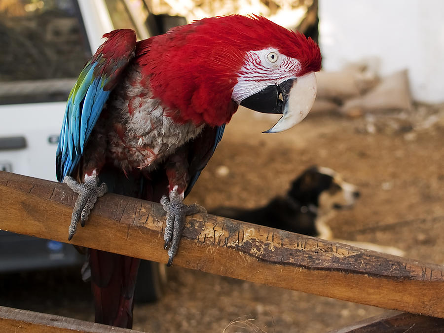 A beautiful macaw in red and blue in company of its best friend  Photograph by Pedro Cardona Llambias