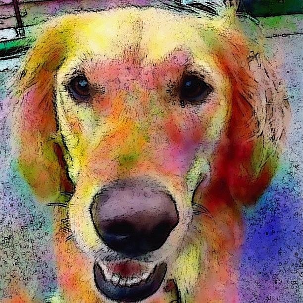 Portrait Photograph - My Friends Dog #portrait #dogportrait by Robin Mead