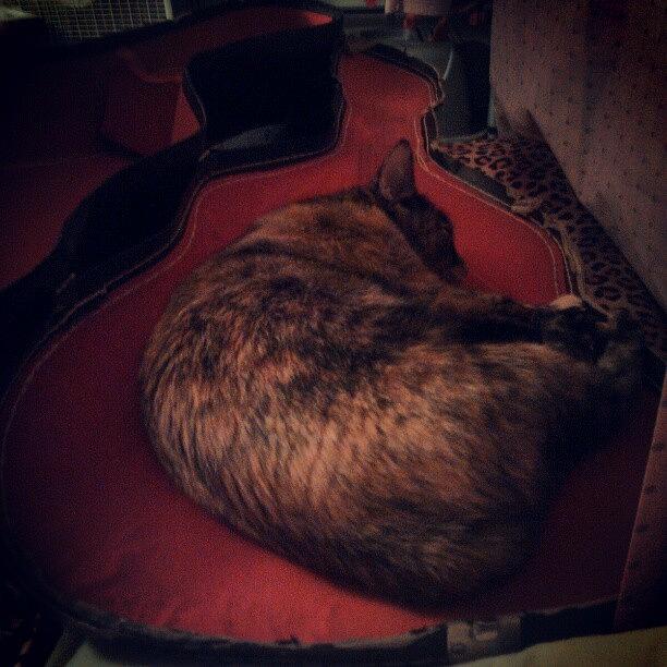 Cat Photograph - My #furry Child! #guitar #case #sleep by Chelsea Qualls