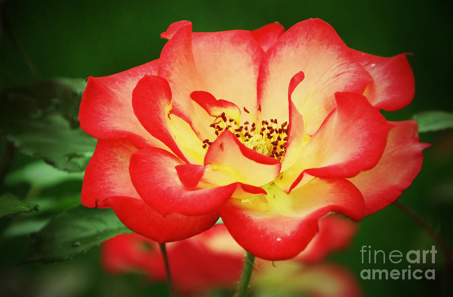 My Garden Rose Photograph by Elizabeth Winter
