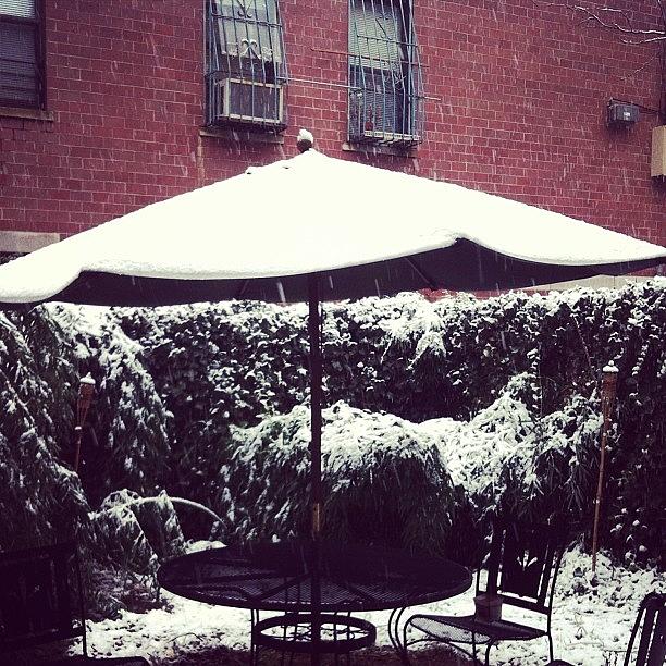 My Gardens Gone All White! Williamsburg Photograph by Zoey Crystyna