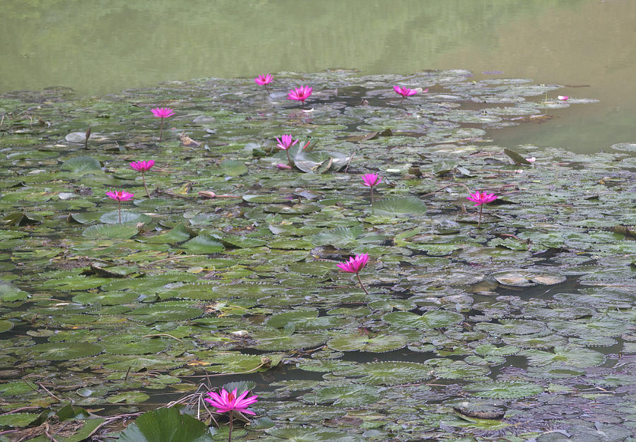 My Giverny Waterlilies, France Photograph by Venetia Featherstone-Witty