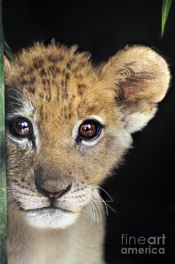 My Grandma What Big Eyes You Have African Lion Cub Wildlife Rescue Photograph by Dave Welling