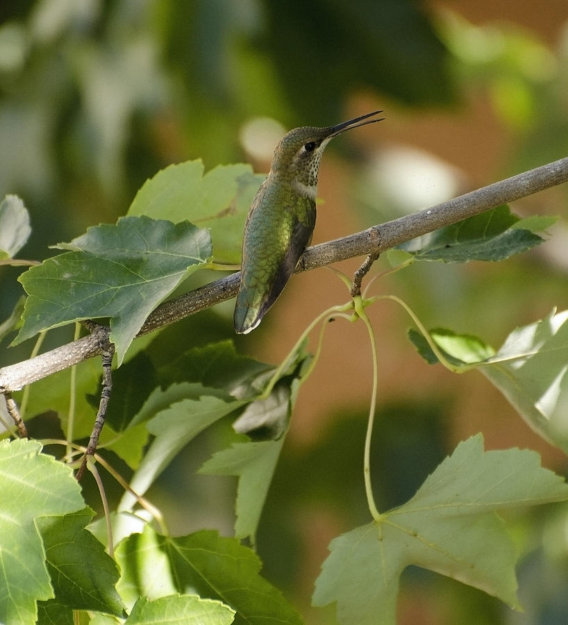 My green colored hummingbird 1 Photograph by Teri Schuster