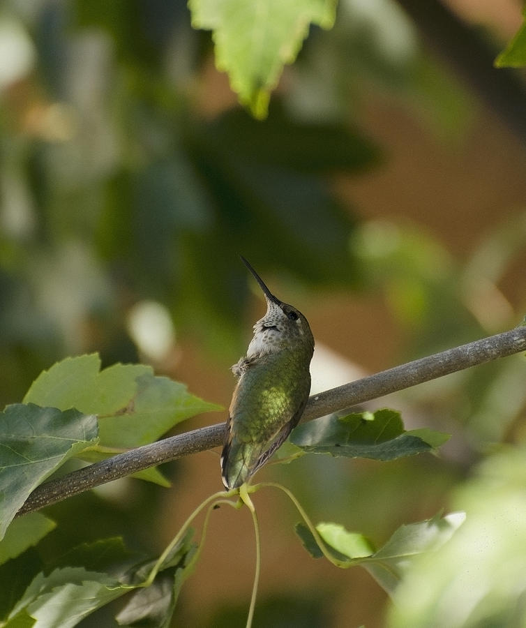 My green colored hummingbird 3 Photograph by Teri Schuster
