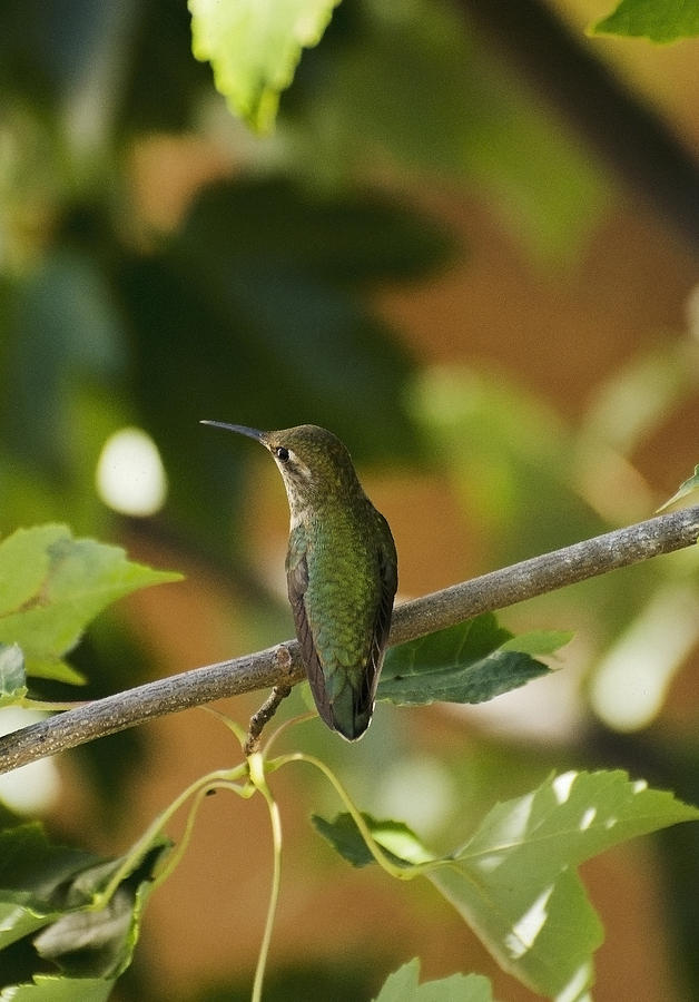 My green colored hummingbird 4 Photograph by Teri Schuster