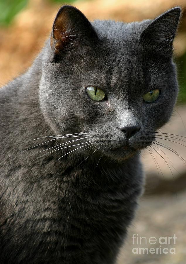 My grey cat Photograph by Susanne Baumann