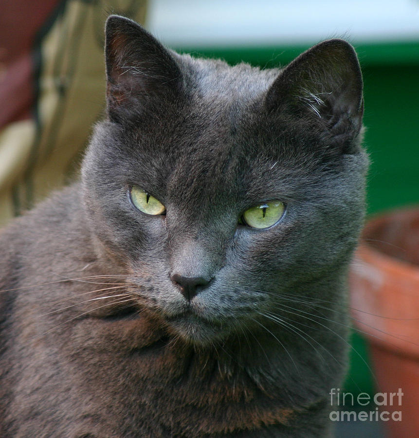 My grey cat2 Photograph by Susanne Baumann