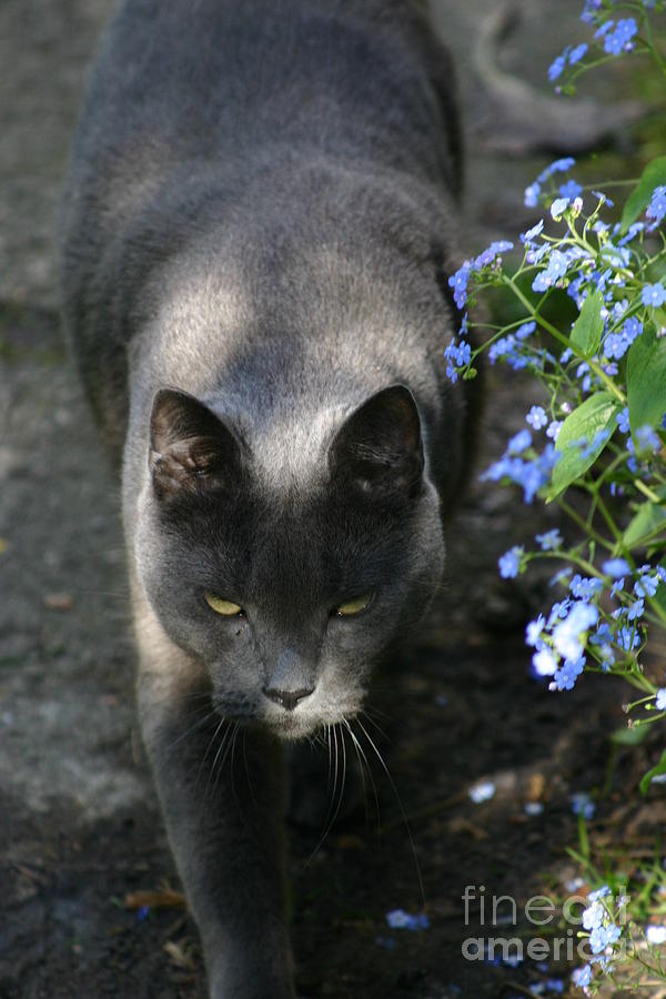 My grey panther Photograph by Susanne Baumann