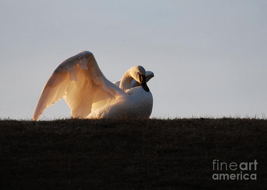 Swan Photograph - My Guardian Angel by Joy Bradley