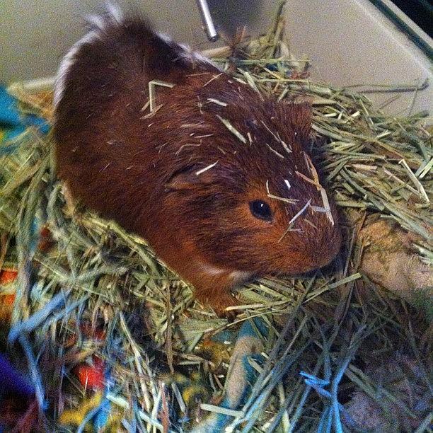 Guineapig Photograph - My #guineapig Is Ridiculous by Aly Mello
