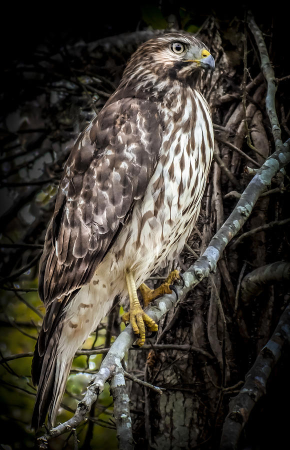 My Hawk Encounter Photograph by Karen Wiles