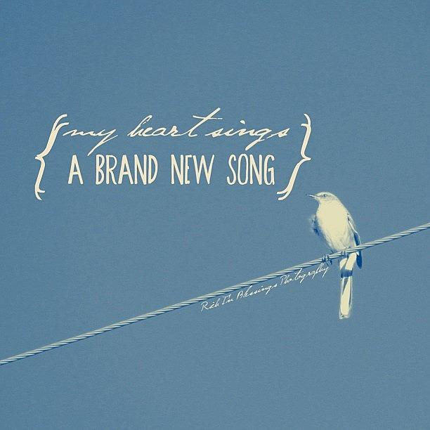 Typography Photograph - My Heart Sings A Brand New Song || Shot by Traci Beeson